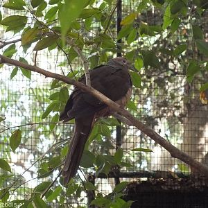 Brown Cuckoo-dove in Walkthrough Aviary