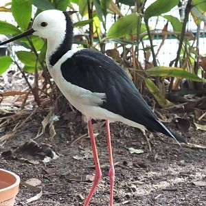 Black-winged Stilt in Walkthrough Aviary