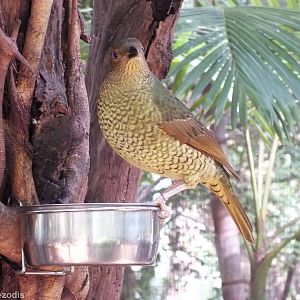 Female Satin Bowerbird in Walkthrough Aviary