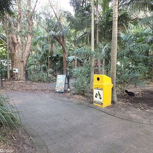 Wild Brush Turkey Making a Big Mess!