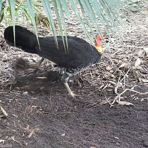Wild Brush Turkey Moving Leaves onto its Mound