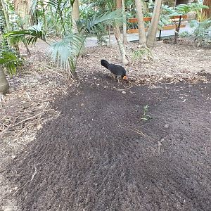 Wild Brush Turkey Moving Leaves onto its Mound