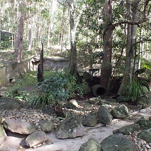 Tasmanian Devil Enclosure
