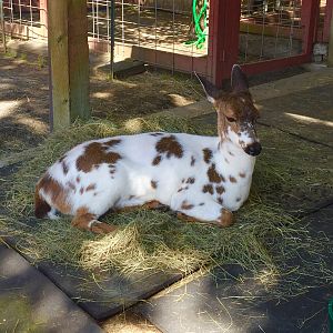 Piebald Columbian Blacktail Deer - Farm Section
