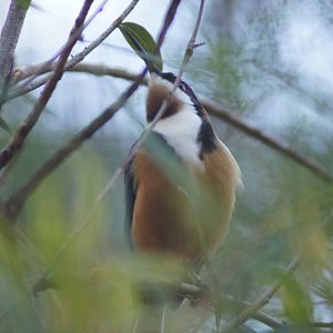Eastern spinebill (male)