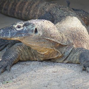 Komodo dragon Naga