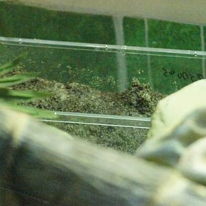 Fijian crested iguana exhibit (nest box?)
