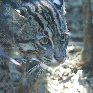 Fishing cat