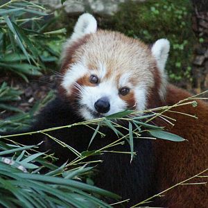 (Nepalese) red panda