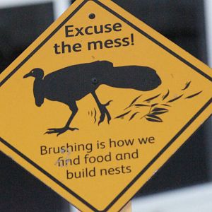 Brush turkey signage