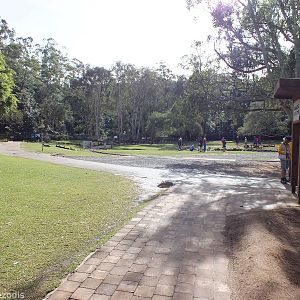 Part of Walkthrough Eastern Grey Kangaroo Enclosure