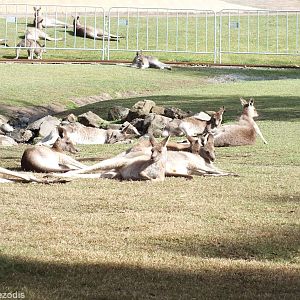 Eastern Grey Kangaroos in Walkthrough Enclosure