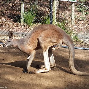 Large Male Red Kangaroo in Walkthrough Enclosure