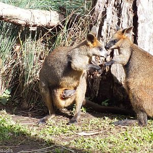 Swamp Wallaby with Joey Coming out of Pouch