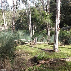 Part of Mixed Wallaby Walkthrough