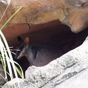Brush-tailed Rock Wallaby