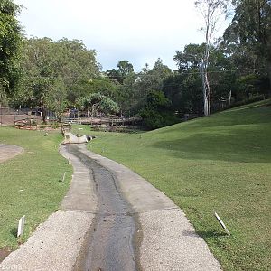 Part of Eastern Grey Kangaroo Walkthrough Enclosure