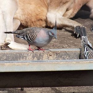 Wild Crested Pigeons