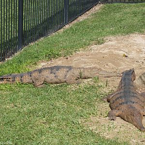 Freshwater Crocodiles