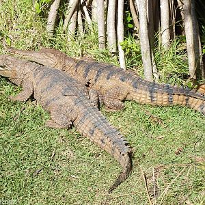 Freshwater Crocodiles
