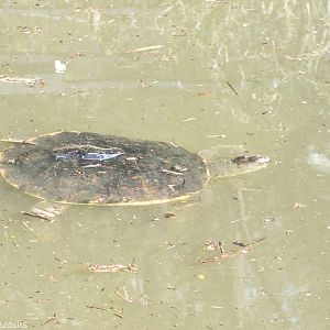 Brisbane River Turtle