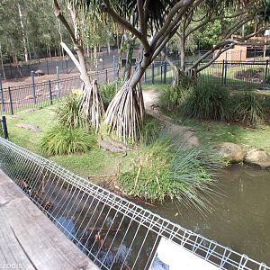 Part of Freshwater Crocodile Enclosure