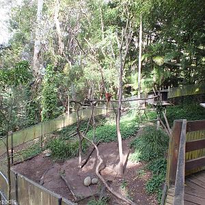 One of the Tree Kangaroo Enclosures
