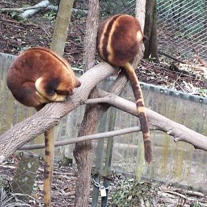 Goodfellow's Tree Kangaroos