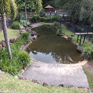 Saltwater Crocodile Enclosure