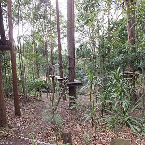 Part of Tree Top Challenge