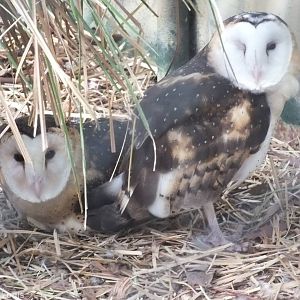 Eastern Grass Owls