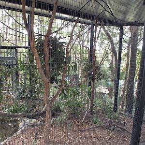 Enclosure for Koala, Flying Fox, Stone-curlew, and Tawny Frogmouth