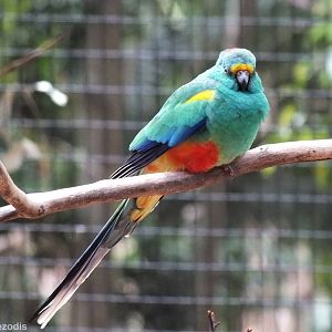 Mulga Parrot