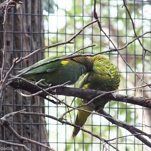 Musk Lorikeet and Scaly-breasted Lorikeet