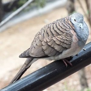 Very Friendly Bar-shouldered Dove
