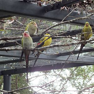 Regent and Princess Parrots