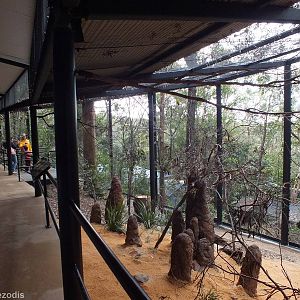View in Parrot/Lorikeet Walkthrough