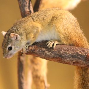 Smith's bush squirrel