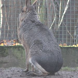 Patagonian cavy