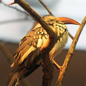 Red-billed hornbill