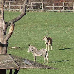 Grevy zebra and Elan at the Afrcan Plain