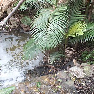 Wild Water Dragon and Surroundings