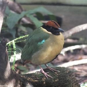 Noisy Pitta