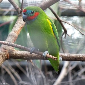 Red-browed Fig-parrot