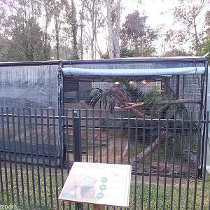 Green Iguana Enclosure