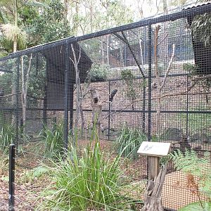 Glossy Black Cockatoo Enclosure