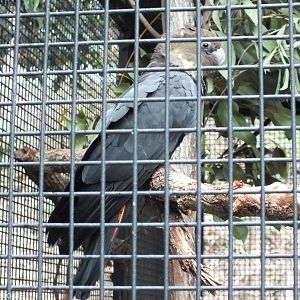 Glossy Black Cockatoo