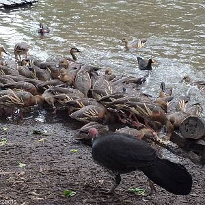 Lots of Whistling Ducks
