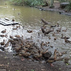 Lots of Whistling Ducks