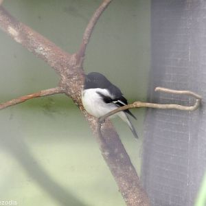 Hooded Robin